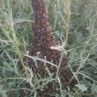 زنبور ده قاب و نه قاب