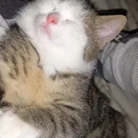 واگذاری گربه