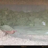 کاه یونجه پیک لاک|لوازم جانبی حیوانات|میان جلگه, |دیوار