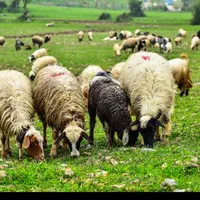 ٪گوسفند فروشی پایتخت .خرید حضوری وارسال بره زنده|حیوانات مزرعه|تهران, ونک|دیوار