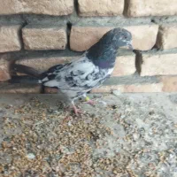 کبوتر جوجه پاکستانی