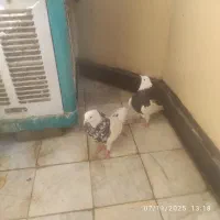 کبوتر طوقی کفترطوقی زرین سیاه الماسی زرد ابی|پرنده|پردیس, فاز ۴|دیوار