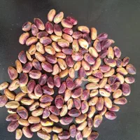 فروش انواع مغز پسته و پسته به صورت عمده و تناژ