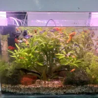 آکواریوم پلنت|ماهی|بهبهان, |دیوار