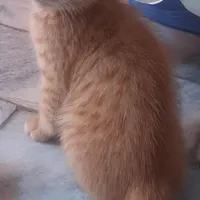 گربه dsh دورگه|گربه|نور, |دیوار
