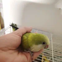طوطی راهب جوجه تازه دونه خور