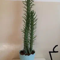 گل های خواستنی|گل و گیاه طبیعی|اسفراین, |دیوار