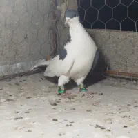 چپ سیاه نر|پرنده|بجنورد, |دیوار