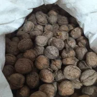 گردودرجه یک کاغذی.