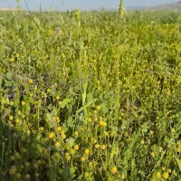 فروش باغ بادام موقعیت کامفیروز