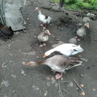 غاز نروماده