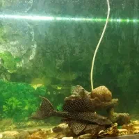 ماهی لجن خوار پلنگی ـ طول ۲۰ تا ۲۵ سانت|ماهی|شیروان (خراسان), |دیوار