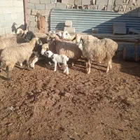 ۹راس میش بره دار|حیوانات مزرعه|مرودشت, فیروزی|دیوار