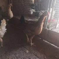 مرغ وخروس ونیمچه گلین|حیوانات مزرعه|قرچک, میرزائی شمالی|دیوار