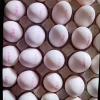 پخش مستقیم  تخم مرغ قیمت درب مرغداری