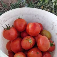 گوجه ربی
