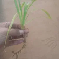 قلمه گل پاندانوس