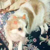 اشپیز پامرین ماده