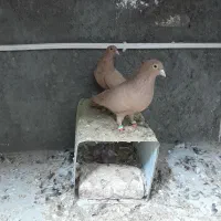 زردکرمونی وسینه جنگلی وزاغ دم سفید