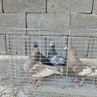 فروش انواع کبوتر|پرنده|بندر کنگان, |دیوار