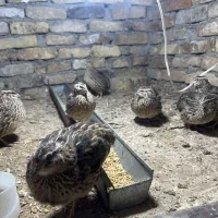 بلدرچین ژاپنی اصل|حیوانات مزرعه|پاکدشت, پاکدشت (مامازند)|دیوار