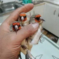 سهره سینه سرخ سهره کرمونی