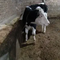 گوساله سیمینتال اصل خوش خوراک