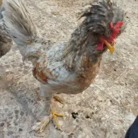 نوچه خروس سلطان