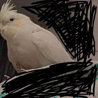 عروس هلندی گم شده