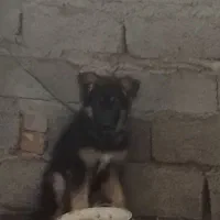 توله ژرمن نر سه ماهه