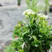 فروشنده در گلخانه گل و گیاه آپارتمانی|استخدام خدمات فروشگاه و رستوران|جیرفت, |دیوار