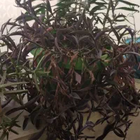 گل و گلدان|گل و گیاه طبیعی|تربتحیدریه, قائم|دیوار