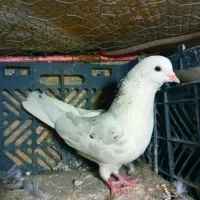 تکی و یک جا به فروش میرسند|پرنده|هندمینی, |دیوار