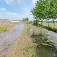 زمین کشاورزی 4500 متری|فروش دفتر صنعتی، کشاورزی، تجاری|رودبنه, |دیوار