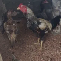 مرغ و خروس