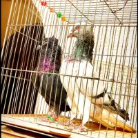 ۵تا دم سفید عتیقه کمر بالا پاک پاک بشرط همه چی|پرنده|اصفهان, شمس آباد|دیوار