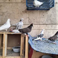 کبوتر پرشی تهرانی