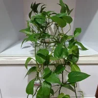 گل دیفن باخیا|گل و گیاه طبیعی|شیراز, دشت چنار|دیوار