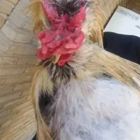 خروس