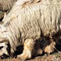 نرمیش جوان میش رون ب شرط شاخی گوش دلا