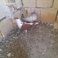کبوتر بوم بشرط همه هوایی
