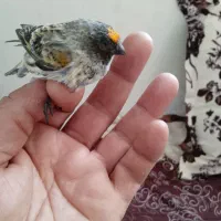 سهره گلبسر نر|پرنده|خسروشاه, |دیوار