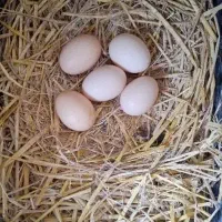 تخم مرغ محلی(بومی)|خوردنی و آشامیدنی|ماسال, |دیوار