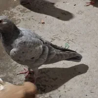 کبوتر سار