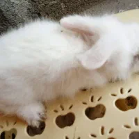 بچه خرگوش لوپ اصل هلندی