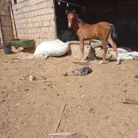 اسب کره نر
