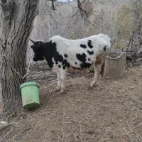 گوساله نر سه تا با گاو ماده خالی فقد نقد