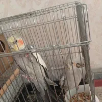 نر و ماده