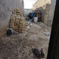 خرگوش نروماده|موش و خرگوش|کرخه, |دیوار