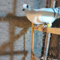 شامی ماده چشم سرمه